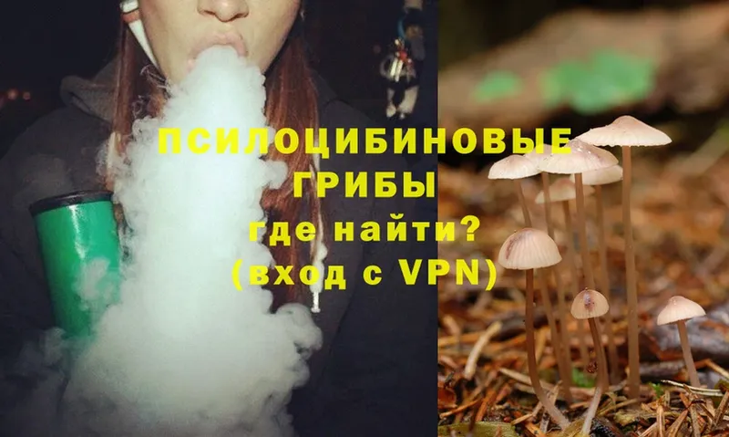 магазин    Шиханы  Псилоцибиновые грибы Psilocybe 